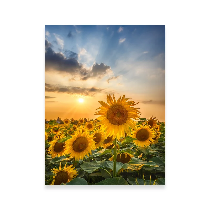 Handmade ceramic vases-Sunset With Beautiful Sunflowers